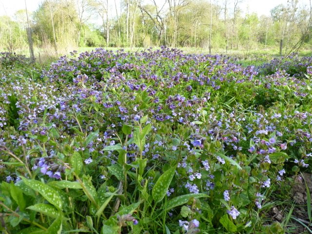 Pulmonaria officinalis